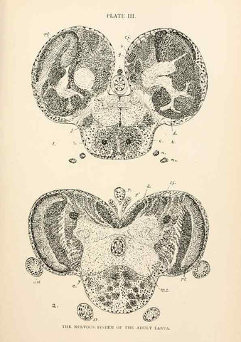 Reproducción/Reproduction 9127754224: The anatomy, physiology, morphology and development of the blow-fly (Calliphora erythrocephala). London,Published for the author by R. H. Porter,1890-95.