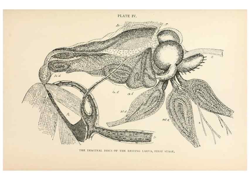 Reproducción/Reproduction 9127756312: The anatomy, physiology, morphology and development of the blow-fly (Calliphora erythrocephala). London,Published for the author by R. H. Porter,1890-95.