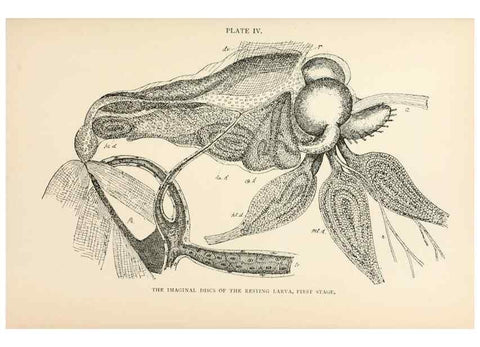 Reproducción/Reproduction 9127756312: The anatomy, physiology, morphology and development of the blow-fly (Calliphora erythrocephala). London,Published for the author by R. H. Porter,1890-95.