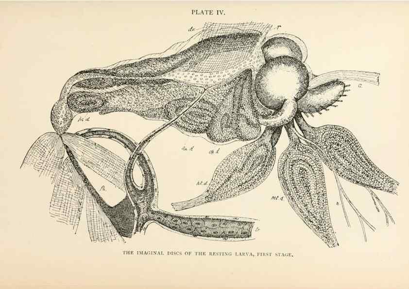 Reproducción/Reproduction 9127756312: The anatomy, physiology, morphology and development of the blow-fly (Calliphora erythrocephala). London,Published for the author by R. H. Porter,1890-95.
