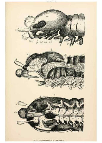 Reproducción/Reproduction 9127758590: The anatomy, physiology, morphology and development of the blow-fly (Calliphora erythrocephala). London,Published for the author by R. H. Porter,1890-95.