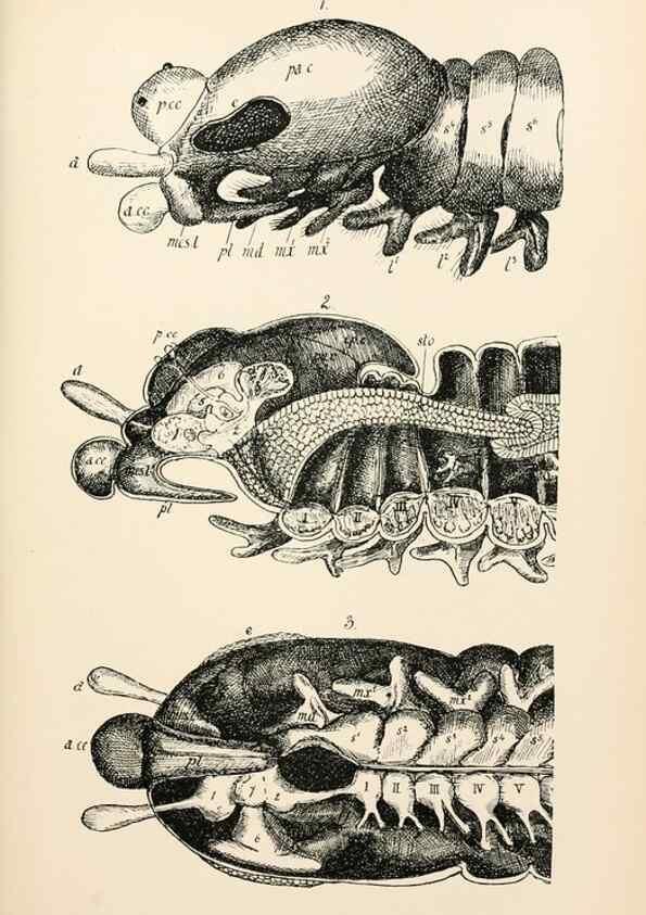 Reproducción/Reproduction 9127758590: The anatomy, physiology, morphology and development of the blow-fly (Calliphora erythrocephala). London,Published for the author by R. H. Porter,1890-95.