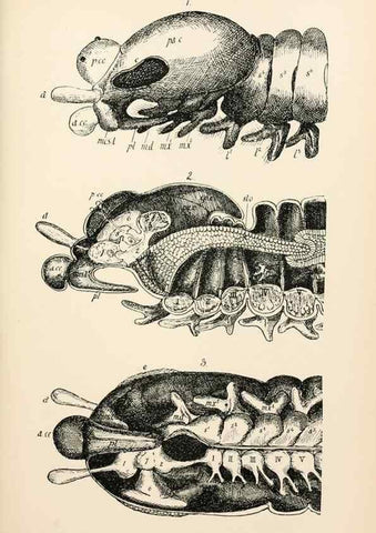 Reproducción/Reproduction 9127758590: The anatomy, physiology, morphology and development of the blow-fly (Calliphora erythrocephala). London,Published for the author by R. H. Porter,1890-95.