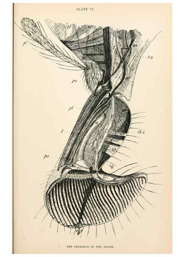 Reproducción/Reproduction 9127761994: The anatomy, physiology, morphology and development of the blow-fly (Calliphora erythrocephala). London,Published for the author by R. H. Porter,1890-95.