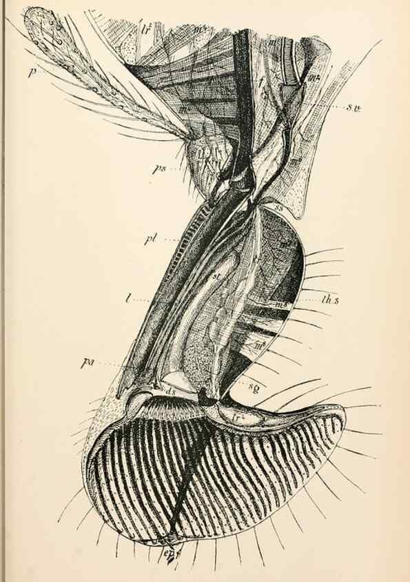 Reproducción/Reproduction 9127761994: The anatomy, physiology, morphology and development of the blow-fly (Calliphora erythrocephala). London,Published for the author by R. H. Porter,1890-95.