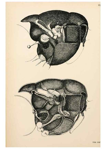 Reproducción/Reproduction 9125545167: The anatomy, physiology, morphology and development of the blow-fly (Calliphora erythrocephala). London,Published for the author by R. H. Porter,1890-95.