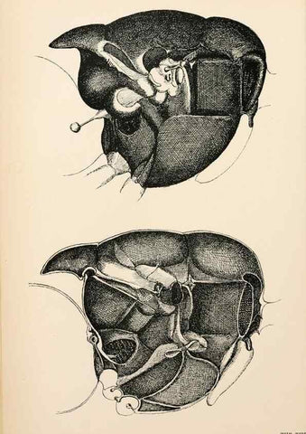 Reproducción/Reproduction 9125545167: The anatomy, physiology, morphology and development of the blow-fly (Calliphora erythrocephala). London,Published for the author by R. H. Porter,1890-95.