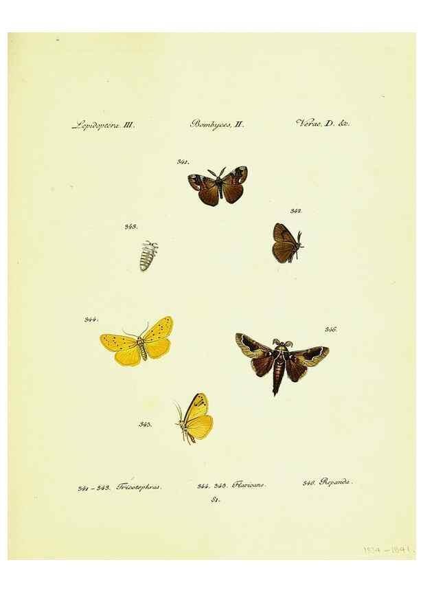 Reproducción/Reproduction 9099430507: Hübner's papilio. S.l. :s.n.,1796-1841