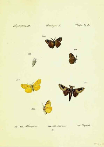 Reproducción/Reproduction 9099430507: Hübner's papilio. S.l. :s.n.,1796-1841