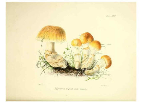 Reproducción/Reproduction 9184948208: Illustrations of British mycology,. London,Reeve, Benham and Reeve,1847-55.