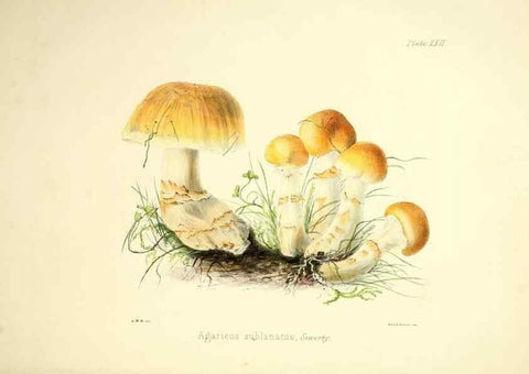 Reproducción/Reproduction 9184948208: Illustrations of British mycology,. London,Reeve, Benham and Reeve,1847-55.
