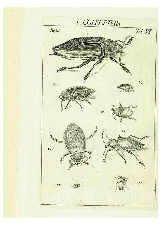 Reproducción/Reproduction 9183920830: Die Kennzeichen der Insekten, nach Anleitung des Königl. schwed. Ritters und Leibarzts Karl Linnaeus, durch XXIV.. Zürich,Heidegger und comp.,1761.