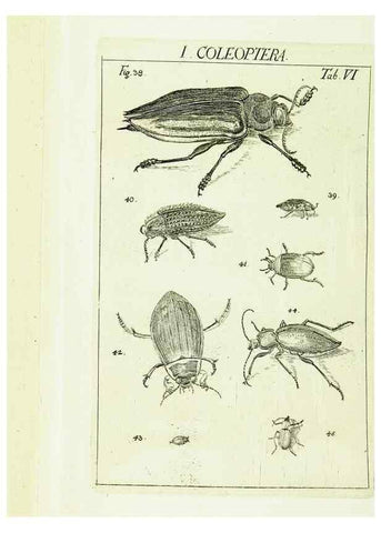Reproducción/Reproduction 9183920830: Die Kennzeichen der Insekten, nach Anleitung des Königl. schwed. Ritters und Leibarzts Karl Linnaeus, durch XXIV.. Zürich,Heidegger und comp.,1761.