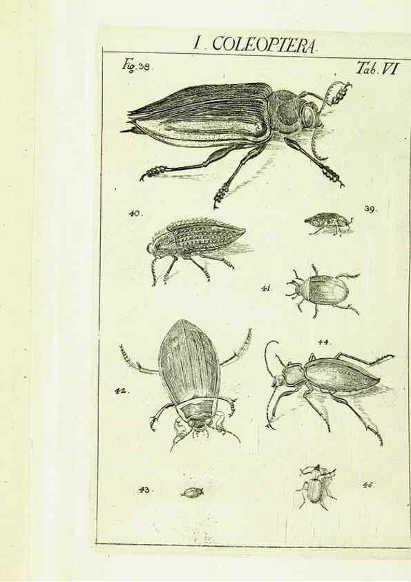 Reproducción/Reproduction 9183920830: Die Kennzeichen der Insekten, nach Anleitung des Königl. schwed. Ritters und Leibarzts Karl Linnaeus, durch XXIV.. Zürich,Heidegger und comp.,1761.