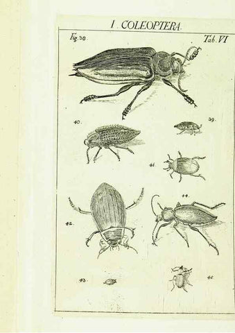 Reproducción/Reproduction 9183920830: Die Kennzeichen der Insekten, nach Anleitung des Königl. schwed. Ritters und Leibarzts Karl Linnaeus, durch XXIV.. Zürich,Heidegger und comp.,1761.