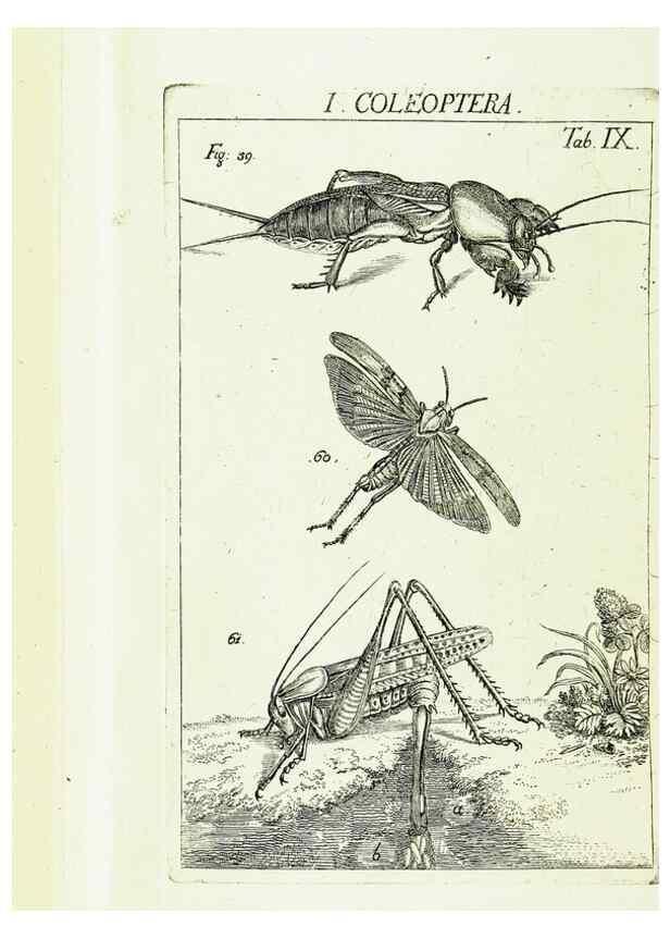 Reproducción/Reproduction 9183925110: Die Kennzeichen der Insekten, nach Anleitung des Königl. schwed. Ritters und Leibarzts Karl Linnaeus, durch XXIV.. Zürich,Heidegger und comp.,1761.