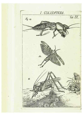 Reproducción/Reproduction 9183925110: Die Kennzeichen der Insekten, nach Anleitung des Königl. schwed. Ritters und Leibarzts Karl Linnaeus, durch XXIV.. Zürich,Heidegger und comp.,1761.
