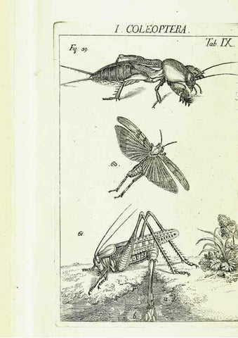 Reproducción/Reproduction 9183925110: Die Kennzeichen der Insekten, nach Anleitung des Königl. schwed. Ritters und Leibarzts Karl Linnaeus, durch XXIV.. Zürich,Heidegger und comp.,1761.