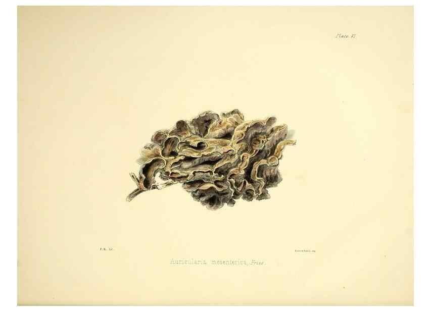 Reproducción/Reproduction 9184931694: Illustrations of British mycology,. London,Reeve, Benham and Reeve,1847-55.