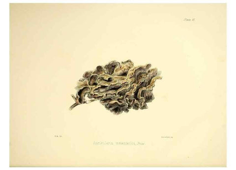 Reproducción/Reproduction 9184931694: Illustrations of British mycology,. London,Reeve, Benham and Reeve,1847-55.