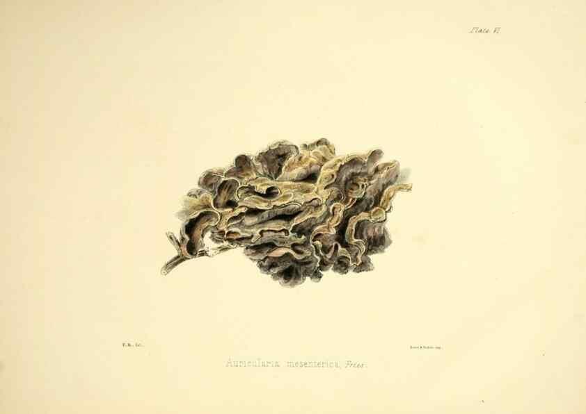 Reproducción/Reproduction 9184931694: Illustrations of British mycology,. London,Reeve, Benham and Reeve,1847-55.