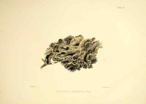 Reproducción/Reproduction 9184931694: Illustrations of British mycology,. London,Reeve, Benham and Reeve,1847-55.