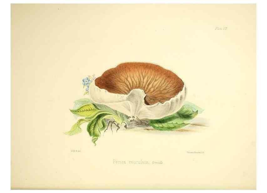 Reproducción/Reproduction 9182717611: Illustrations of British mycology,. London,Reeve, Benham and Reeve,1847-55.