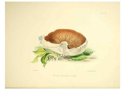 Reproducción/Reproduction 9182717611: Illustrations of British mycology,. London,Reeve, Benham and Reeve,1847-55.