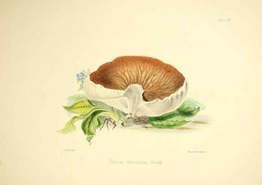Reproducción/Reproduction 9182717611: Illustrations of British mycology,. London,Reeve, Benham and Reeve,1847-55.
