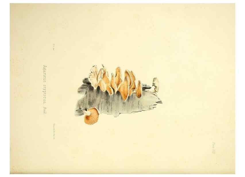 Reproducción/Reproduction 9182718453: Illustrations of British mycology,. London,Reeve, Benham and Reeve,1847-55.