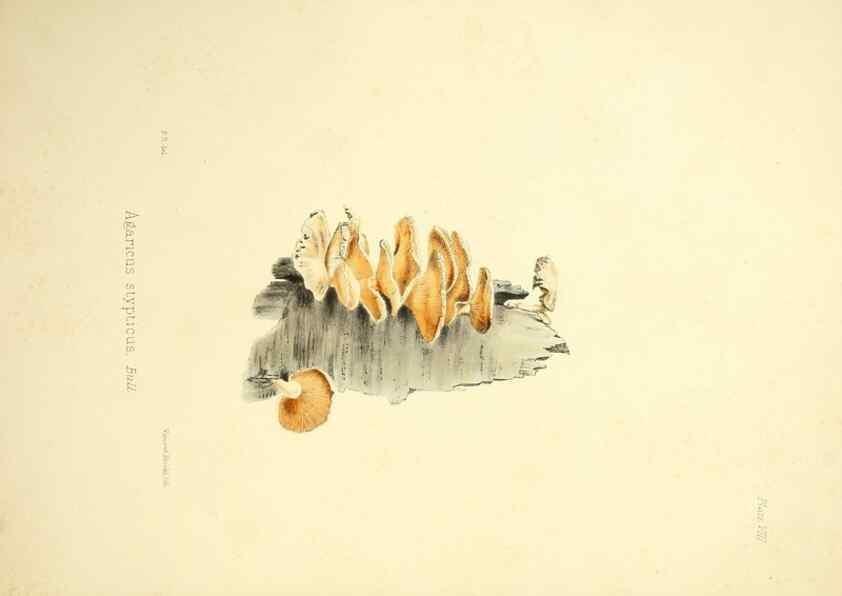 Reproducción/Reproduction 9182718453: Illustrations of British mycology,. London,Reeve, Benham and Reeve,1847-55.