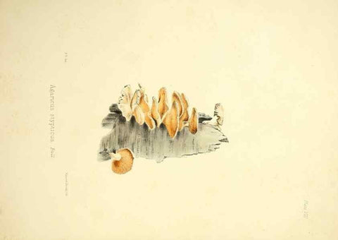 Reproducción/Reproduction 9182718453: Illustrations of British mycology,. London,Reeve, Benham and Reeve,1847-55.