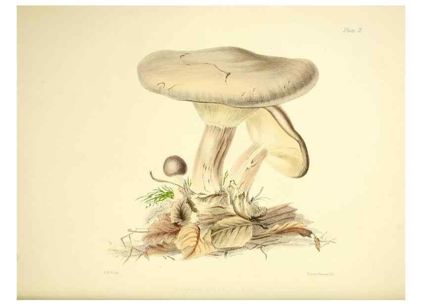 Reproducción/Reproduction 9184934522: Illustrations of British mycology,. London,Reeve, Benham and Reeve,1847-55.