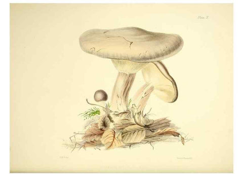 Reproducción/Reproduction 9184934522: Illustrations of British mycology,. London,Reeve, Benham and Reeve,1847-55.