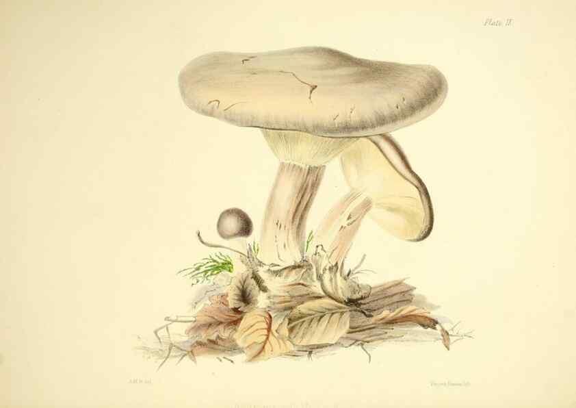 Reproducción/Reproduction 9184934522: Illustrations of British mycology,. London,Reeve, Benham and Reeve,1847-55.