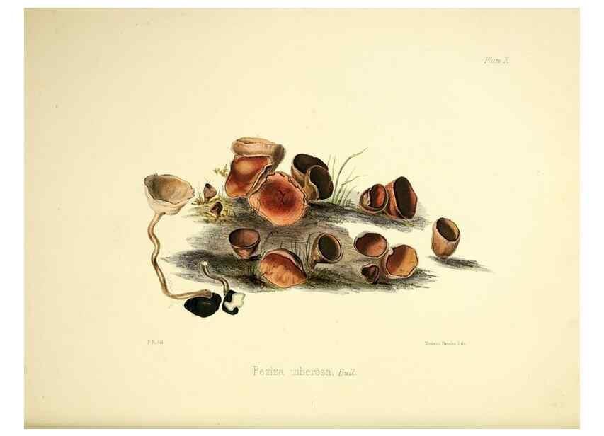 Reproducción/Reproduction 9184935512: Illustrations of British mycology,. London,Reeve, Benham and Reeve,1847-55.