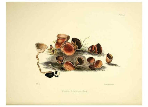 Reproducción/Reproduction 9184935512: Illustrations of British mycology,. London,Reeve, Benham and Reeve,1847-55.
