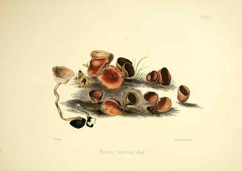 Reproducción/Reproduction 9184935512: Illustrations of British mycology,. London,Reeve, Benham and Reeve,1847-55.
