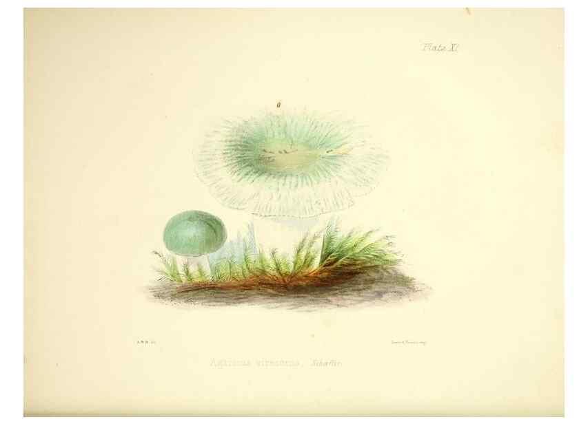 Reproducción/Reproduction 9182721419: Illustrations of British mycology,. London,Reeve, Benham and Reeve,1847-55.