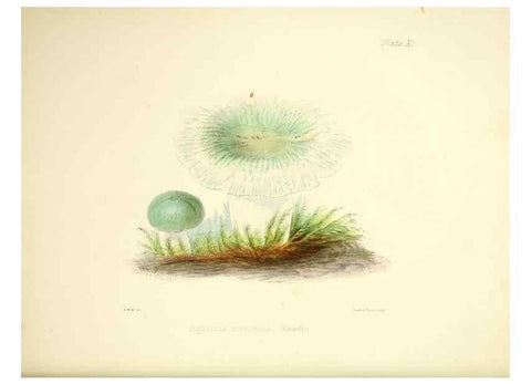 Reproducción/Reproduction 9182721419: Illustrations of British mycology,. London,Reeve, Benham and Reeve,1847-55.