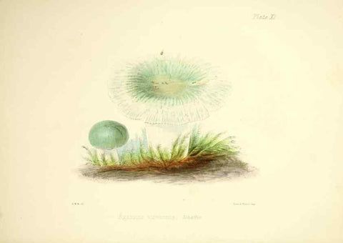 Reproducción/Reproduction 9182721419: Illustrations of British mycology,. London,Reeve, Benham and Reeve,1847-55.