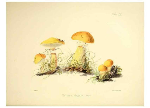 Reproducción/Reproduction 9184937586: Illustrations of British mycology,. London,Reeve, Benham and Reeve,1847-55.