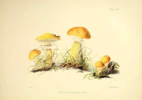 Reproducción/Reproduction 9184937586: Illustrations of British mycology,. London,Reeve, Benham and Reeve,1847-55.