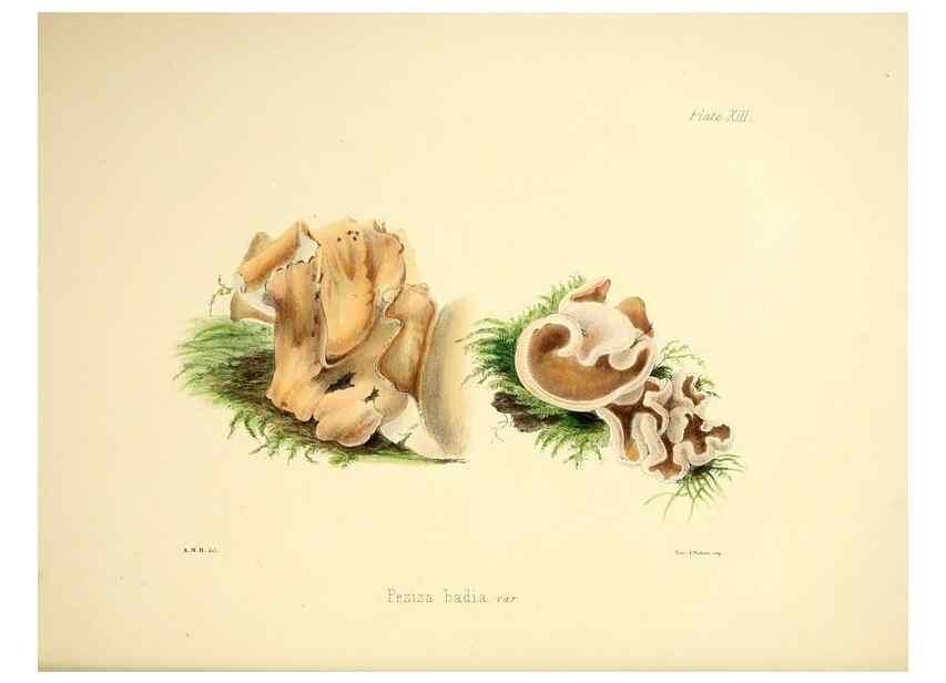 Reproducción/Reproduction 9184938518: Illustrations of British mycology,. London,Reeve, Benham and Reeve,1847-55.