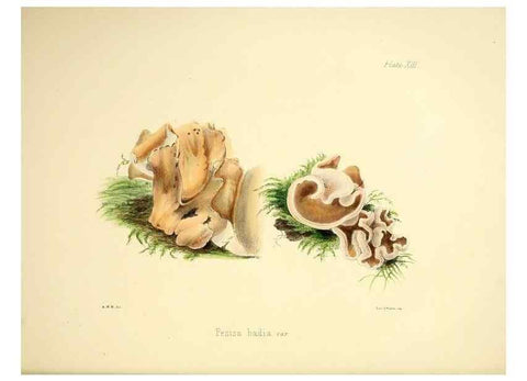 Reproducción/Reproduction 9184938518: Illustrations of British mycology,. London,Reeve, Benham and Reeve,1847-55.