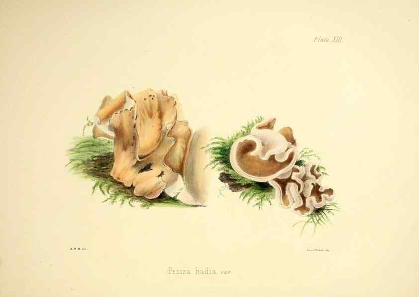 Reproducción/Reproduction 9184938518: Illustrations of British mycology,. London,Reeve, Benham and Reeve,1847-55.