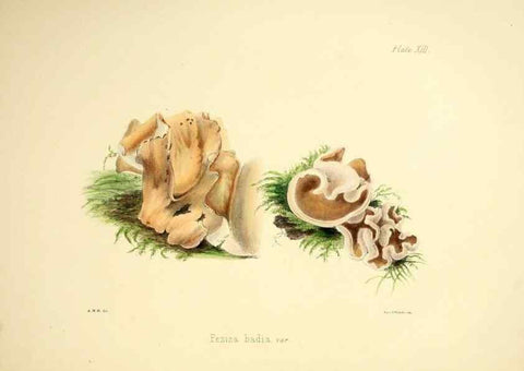 Reproducción/Reproduction 9184938518: Illustrations of British mycology,. London,Reeve, Benham and Reeve,1847-55.