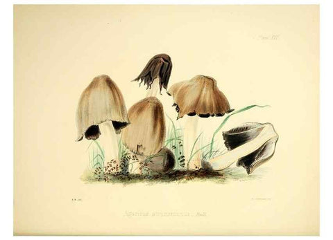 Reproducción/Reproduction 9182724737: Illustrations of British mycology,. London,Reeve, Benham and Reeve,1847-55.