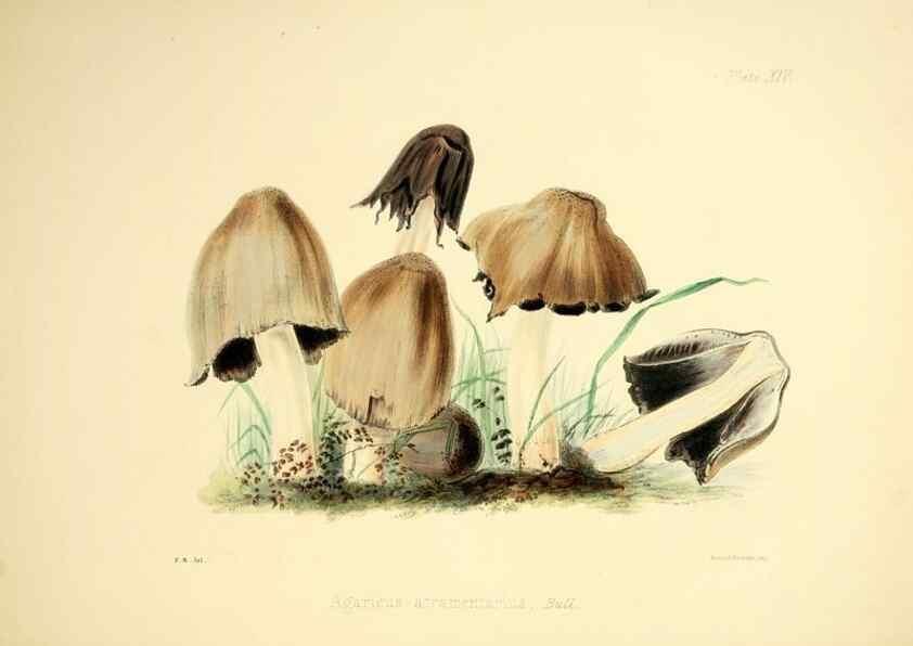 Reproducción/Reproduction 9182724737: Illustrations of British mycology,. London,Reeve, Benham and Reeve,1847-55.