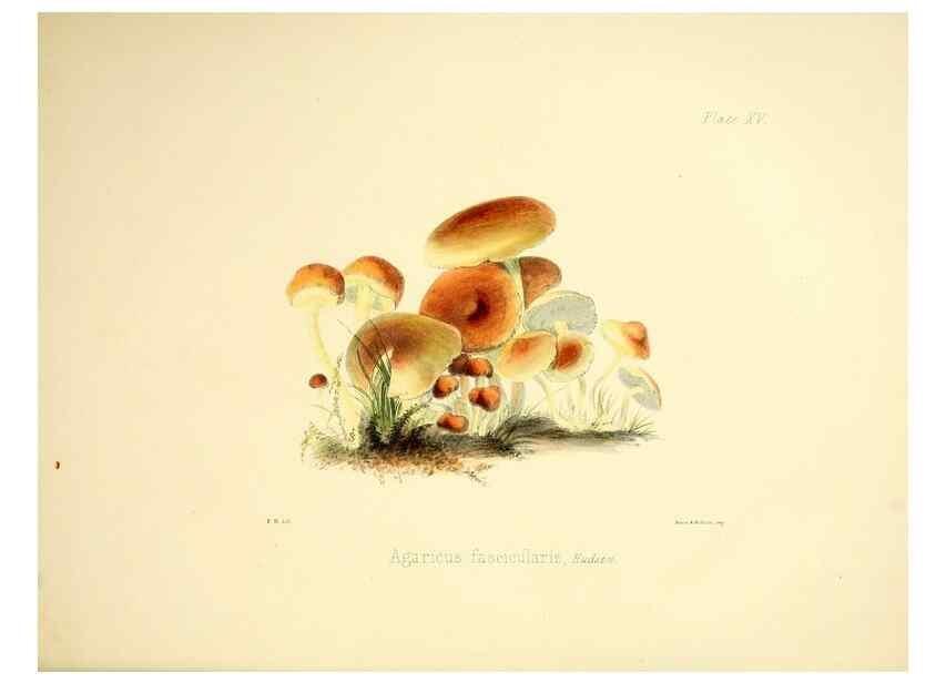Reproducción/Reproduction 9182725745: Illustrations of British mycology,. London,Reeve, Benham and Reeve,1847-55.